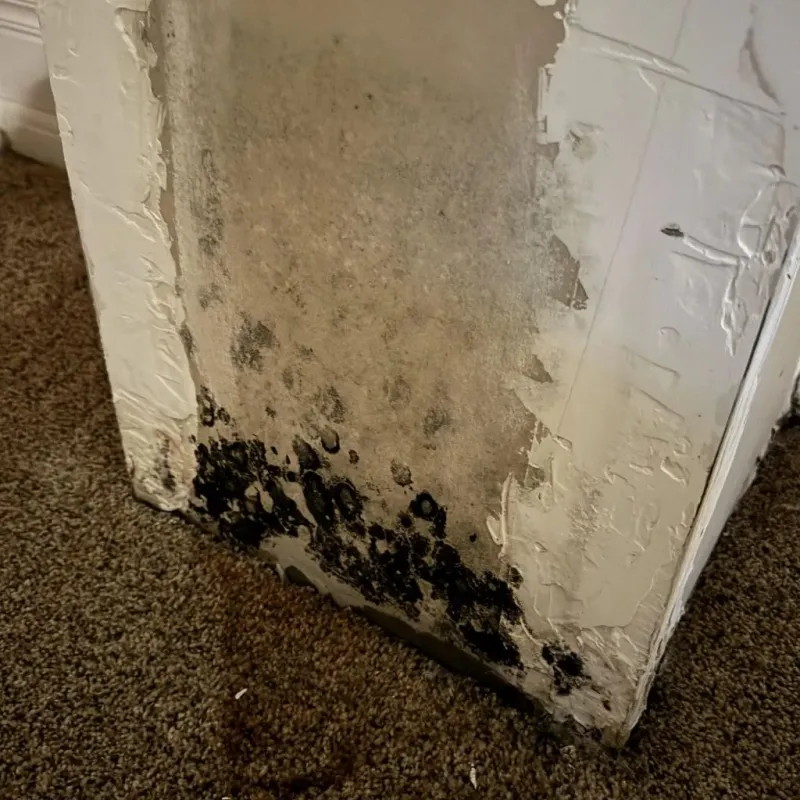 Professional Mold Removal in Pleasant Hills, PA